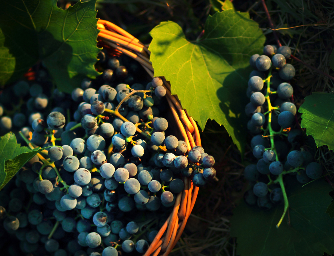 a basket of grapes and leaves